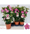Dipladenia rio pink Ø 19 h 65
