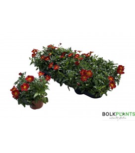 Bidens red Ø 10.5