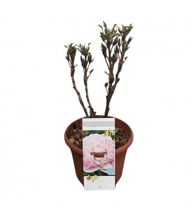 Pivoine suffruticosa Ø 23 h 80