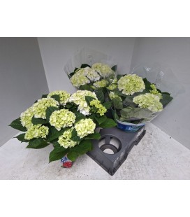 Hortensia Wudu pot de 15
