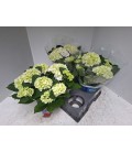 Hortensia Wudu pot de 14