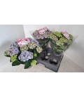 Hortensia Ov Ø 15 h 40