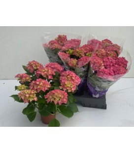 Hortensia Early rosa pot de 14