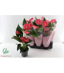 Anthurium Maine pot de 17