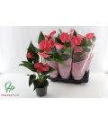Anthurium Maine pot de 17