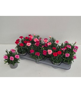 Oeillet mix pot de 10