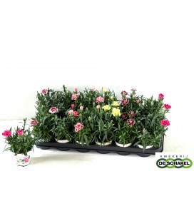 Oeillet Mélange Pot de 09