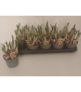 Narcisse jetfire Ø 12