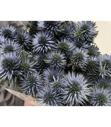 Chardon Scorpiu questar 60 cm