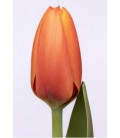 Tulipe Triple A