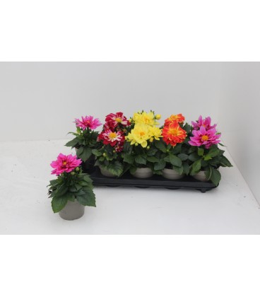 Dahlia mix Ø 12