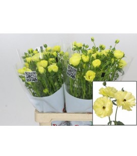 Renoncule Butterfly Helios 60 cm