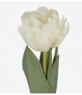 Tulipe dou White Foxtrot 