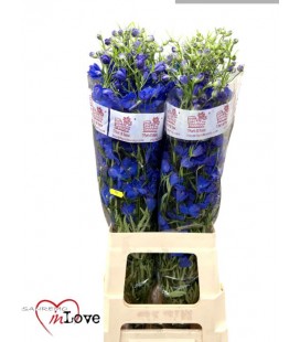 Delphinium Jenny pearl 80 cm