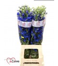 Delphinium Jenny pearl 80 cm
