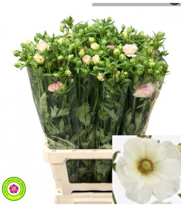 Renoncule co Mascarpon 70 cm