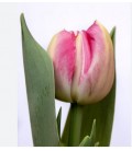 Tulipe double Pinza 