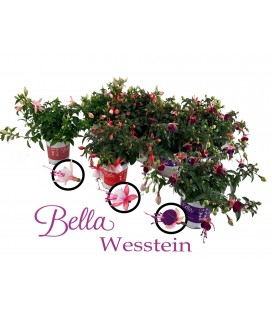 Fuchsia Ø 10.5 h 25 mix