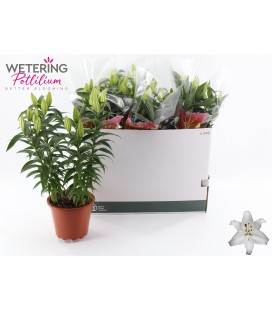 Lys sun Bahamas Ø 19