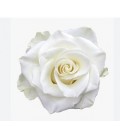 Rose Mia 80 cm