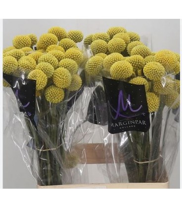 Craspedia paintball popup 70 cm