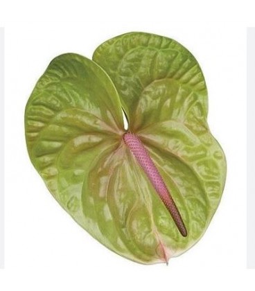 Anthurium Verino x 10