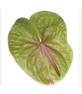 Anthurium Verino x 10