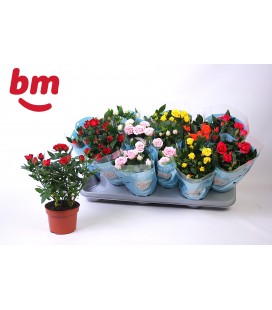 Rosier Monde Ø 10.5 mix