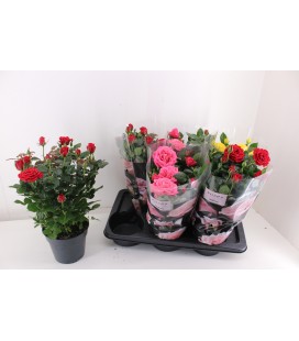 Rosier Ø 17h 40 mix