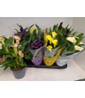 Calla mix Ø 14 h 40