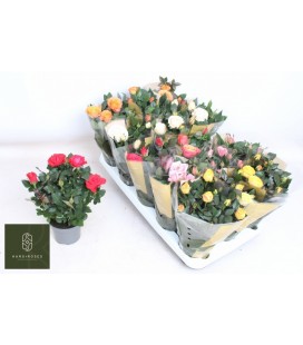 Rosier pot de 10.50 Kordana Grande 