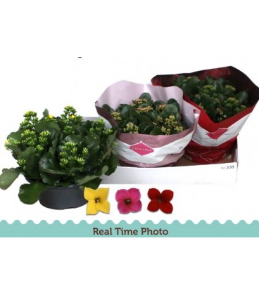 Kalanchoe coupe 23 cm diff coul
