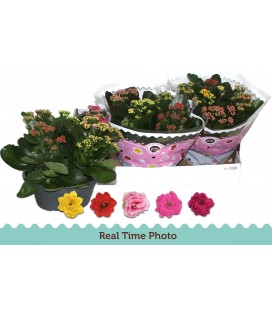 Kalanchoe Coupe de 23 Carnaval 