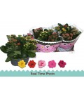 Kalanchoe Coupe de 23 Carnaval 