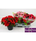 Begonia Betulia Pot de 19
