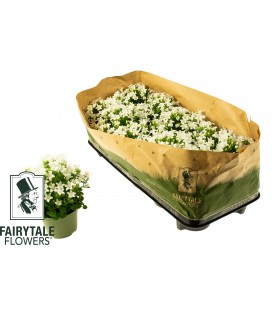 Campanule blanche Ø10.5