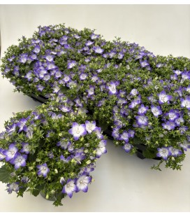 Campanule Fancy mee Ø 10.5