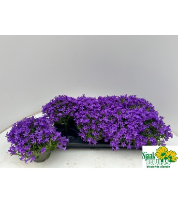 Campanule Por Kris Ø 12