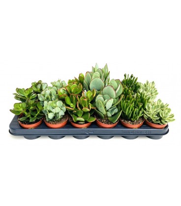 Crassula Mixte 6 var Ø 8.50