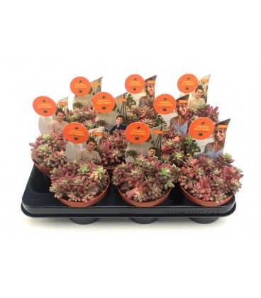 Sedum rub rosea Ø 10.5