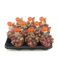 Sedum rub rosea Ø 10.5