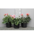 Géranium zonal pot de 17 cm