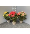 Begonia Eliator pot de 17 fr
