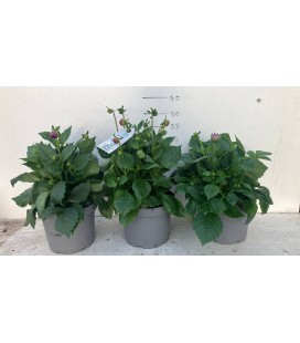 Dahlia pot de 19 h 30