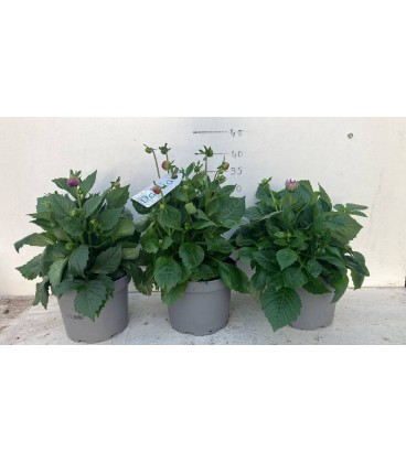 Dahlia pot de 19 h 30