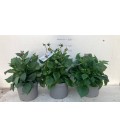 Dahlia pot de 19 h 30