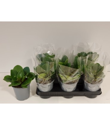 Pilea Ø 12 h 14