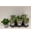 Pilea Ø 13
