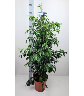 Ficus Danielle pot de 27 h 135