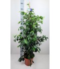 Ficus Danielle pot de 27 h 135